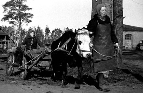 Автор фотографии: не установлен. Место съемки: Ленинградская область
Дата съемки: 1943 г. Архив: Российский государственный архив кинофотодокументов, Архивный номер: арх. № 0-64187