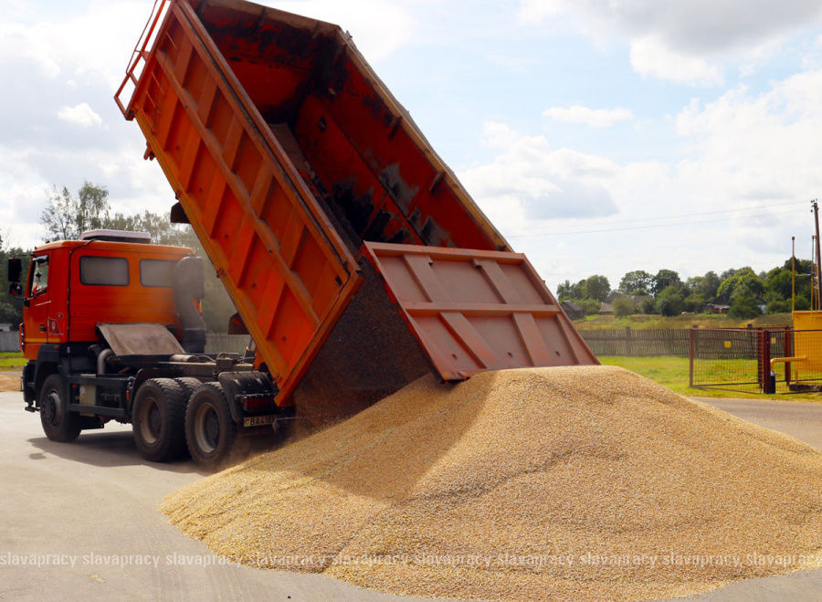     Лидеры жатвы Копыльщины: водители, занятые на отвозке зерна