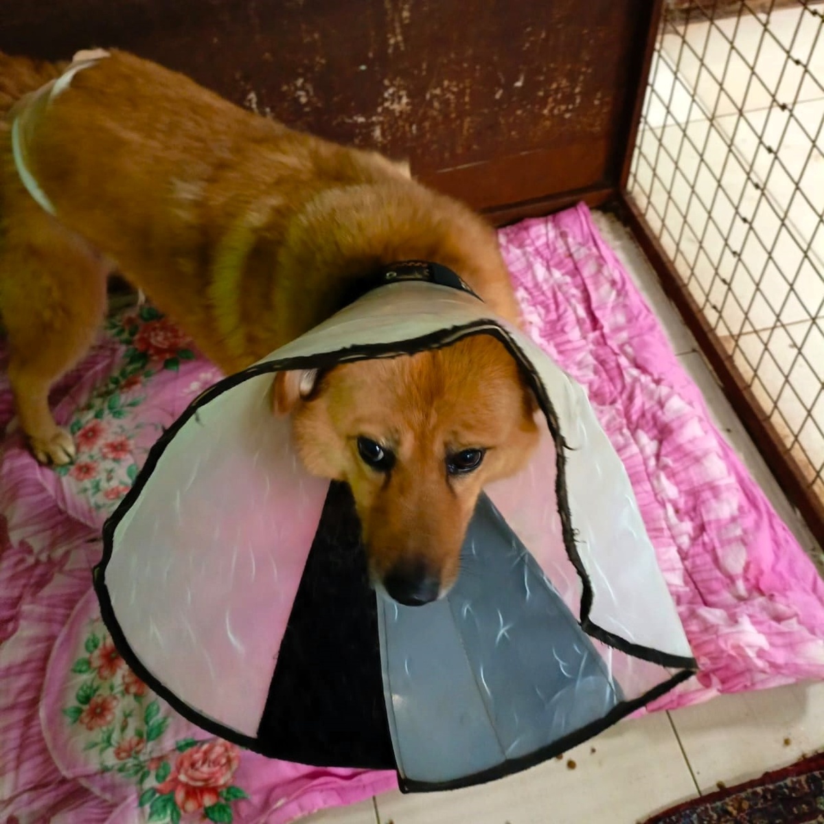 Даночка не унывает и идет на поправку