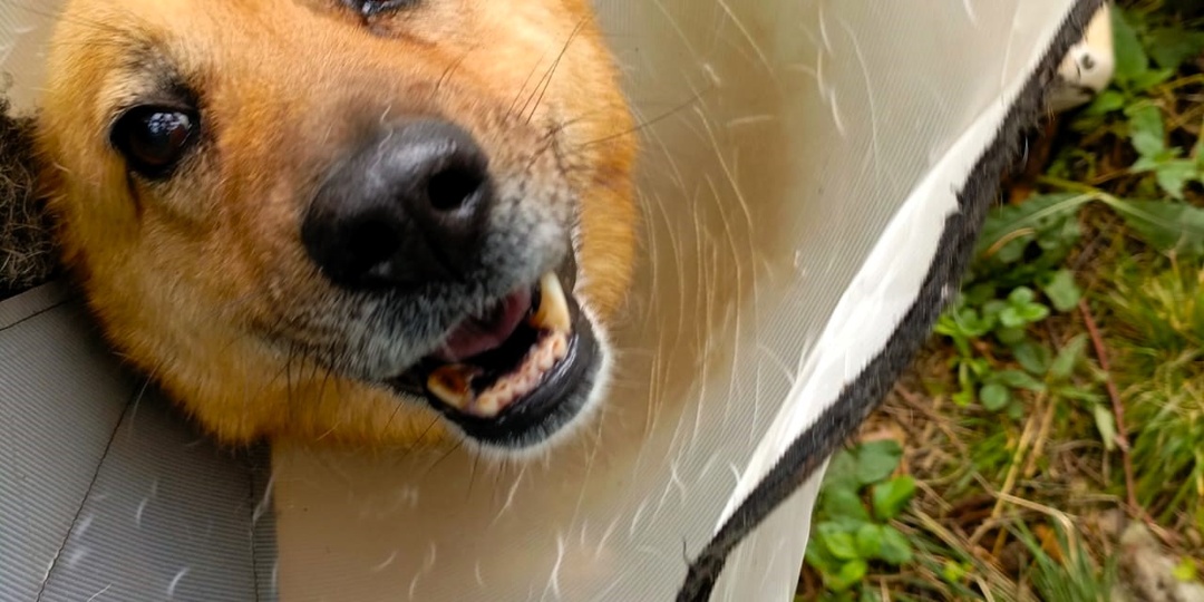 2 очень сложных пациента в медблоке приюта. Мы ими гордимся