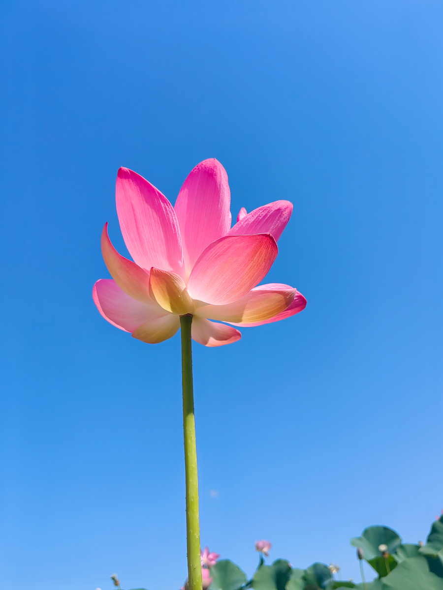 Цветок лотоса.