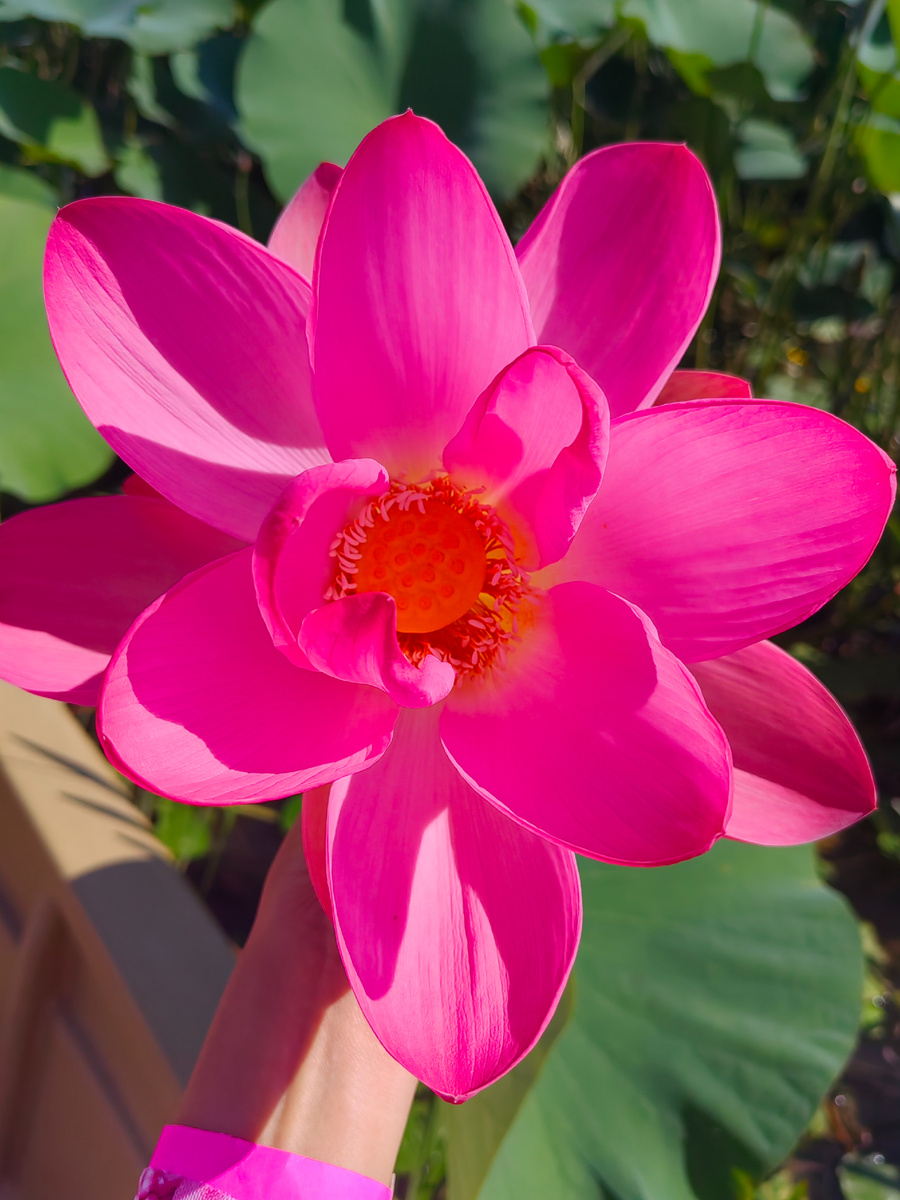 Ярко розовый, значит что он распустился совсем недавно. Чем старше цветок, тем светлее.