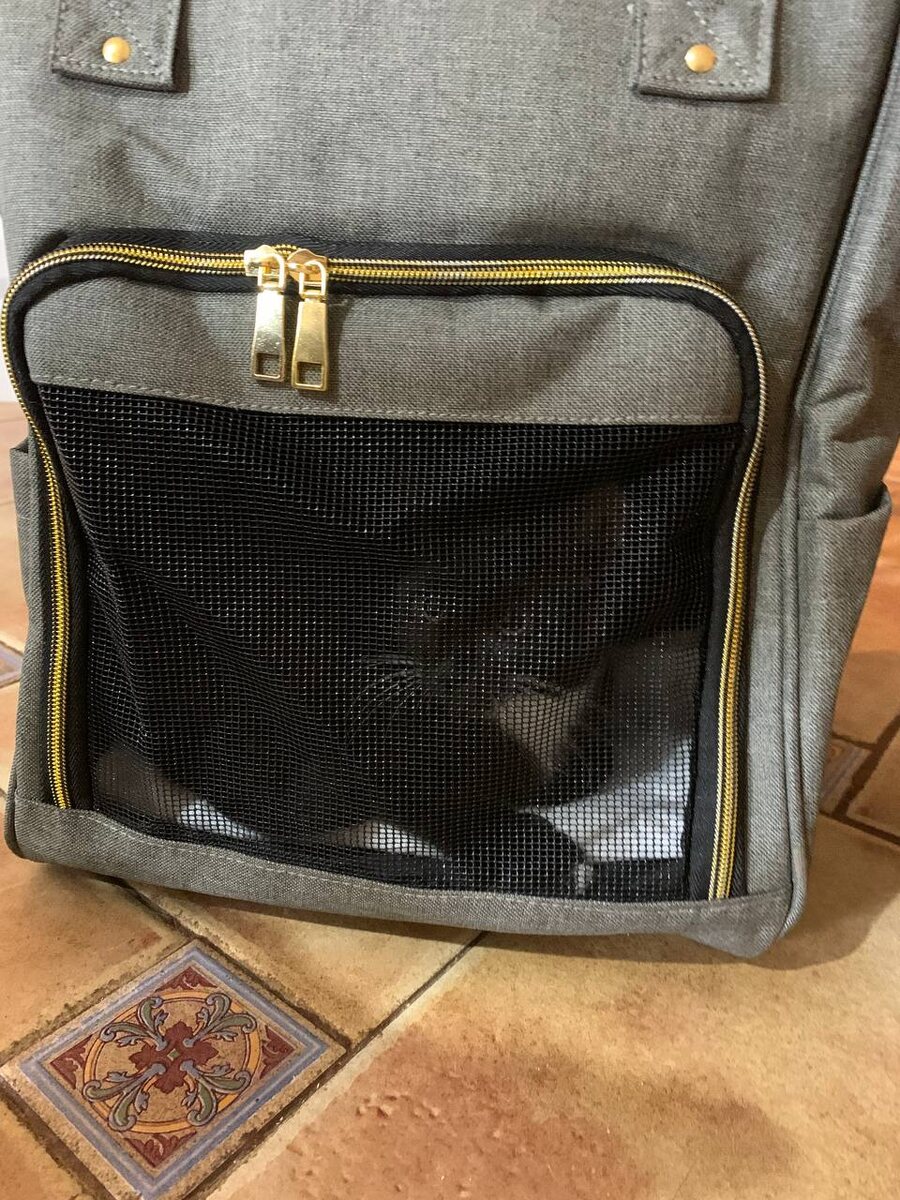 Шанталька поехала домой