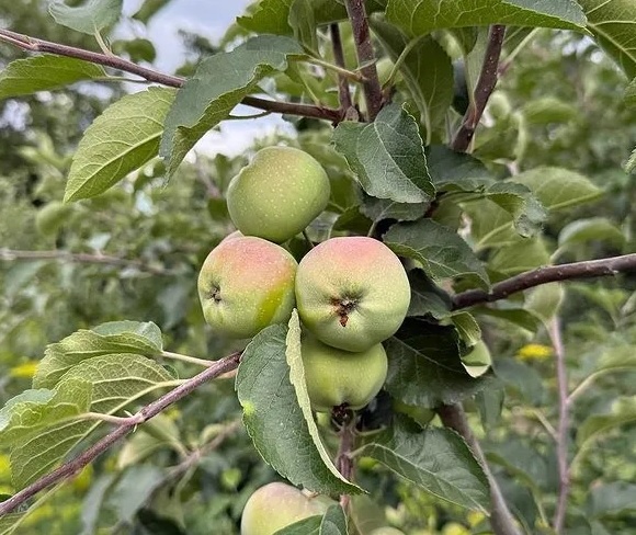 Собираем созревшие яблоки с дерева вовремя