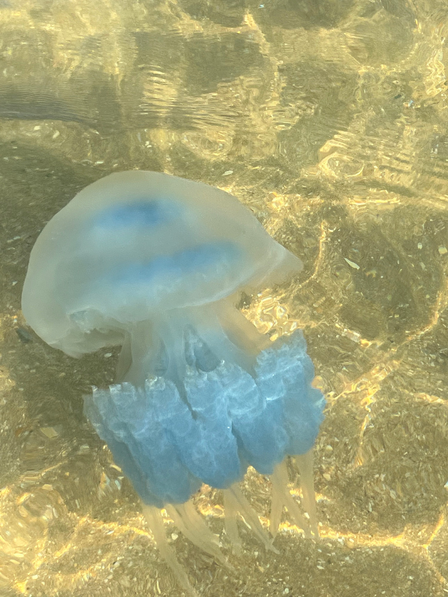 Вот медуза, которая всегда так спокойна и грациозна. Как думаете успешна ли она в своем деле? 