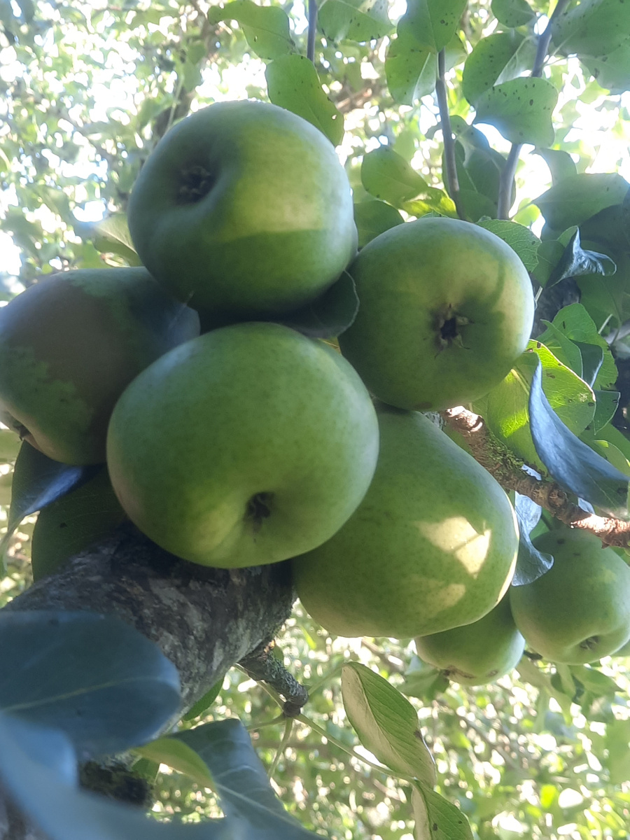 Гроздья груш. Фото автора 