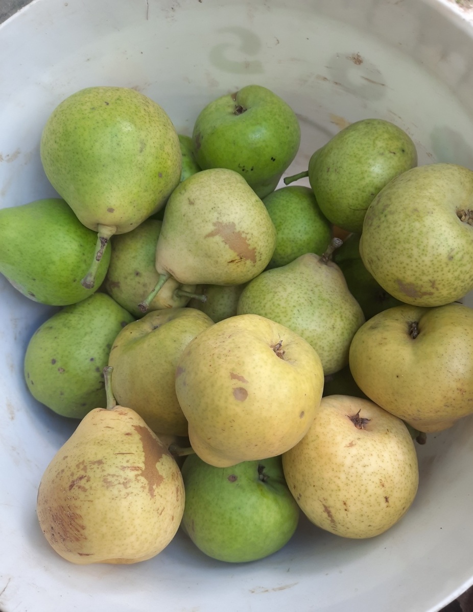 Груши в ведре. Фото автора 