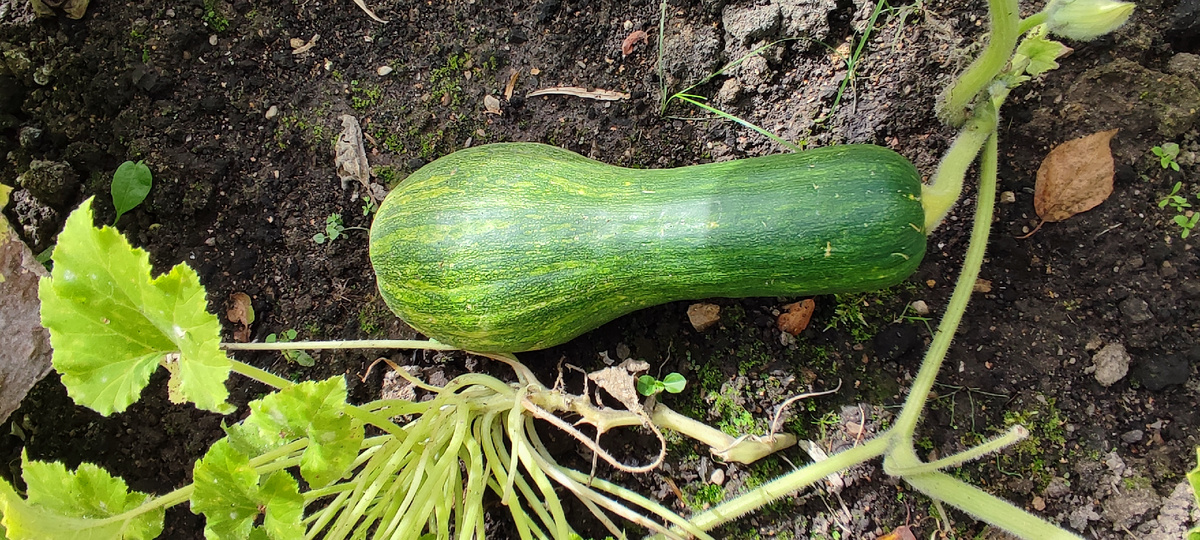 Тыква - настоящий кладезь полезных веществ. Содержит бета-каротин, который в организме превращается в витамин А, а также ценную клетчатку. Для малышей от 6 месяцев идеально подойдет тыквенное пюре или суп-крем.
