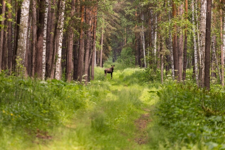    Фото Андрея Заржецкого