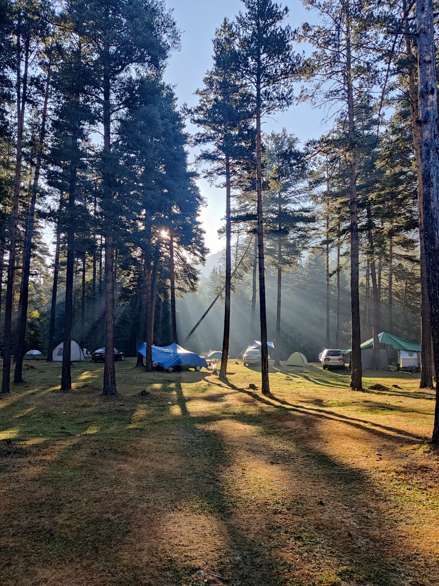 Утро в сосновом лесу