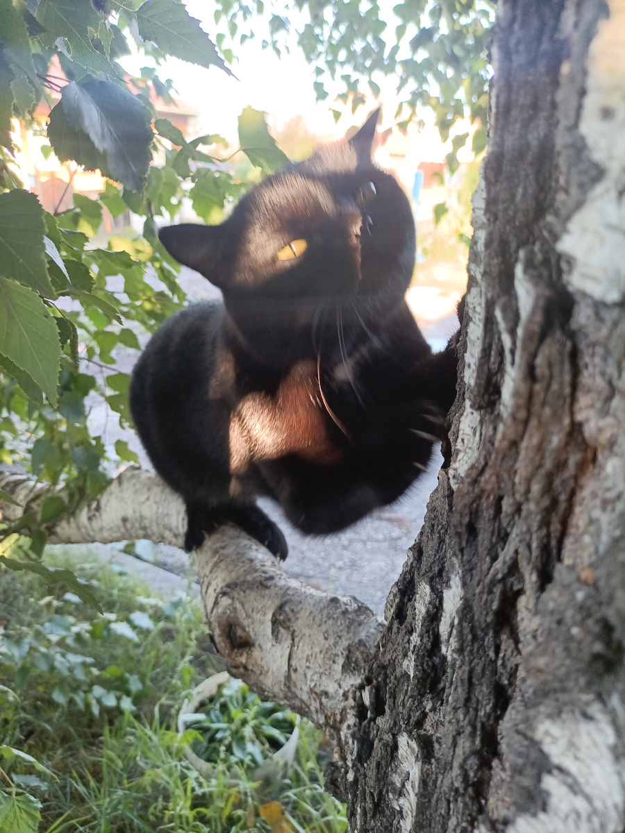 Стал требовать поглаживаний