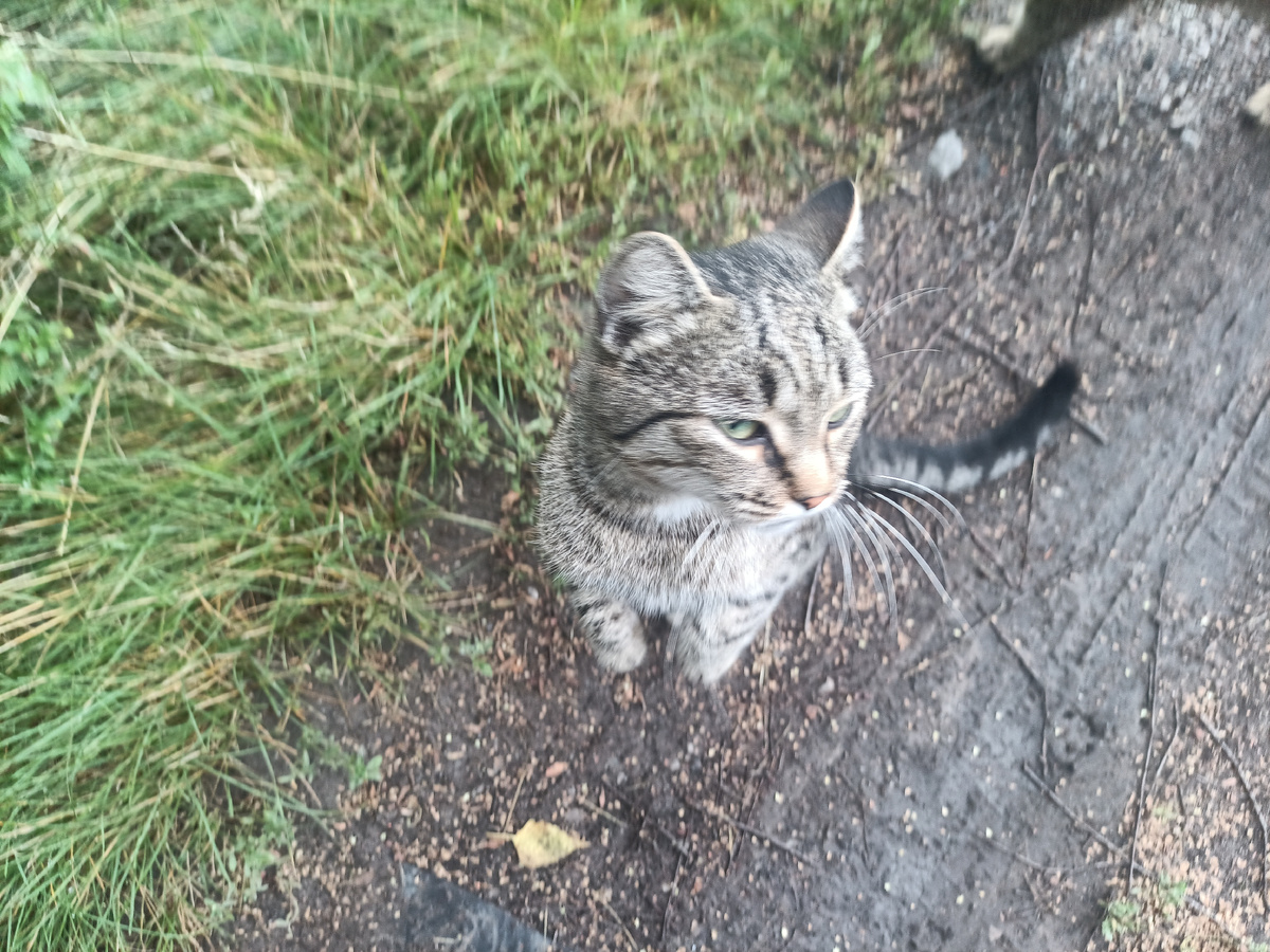 Для каждлго поглаживания встаёт на задние лапки