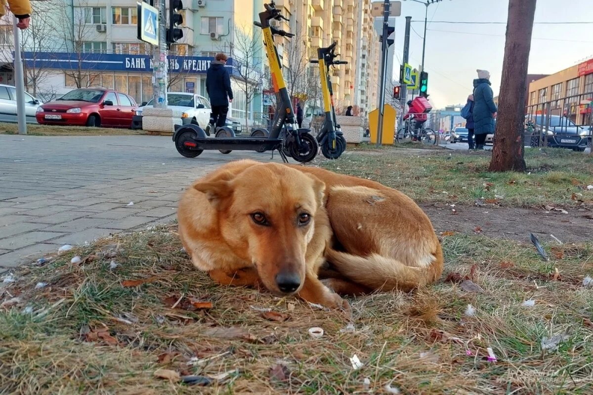    Полиция заинтересовалась разбросанными по Краснодару сосисками с крючками