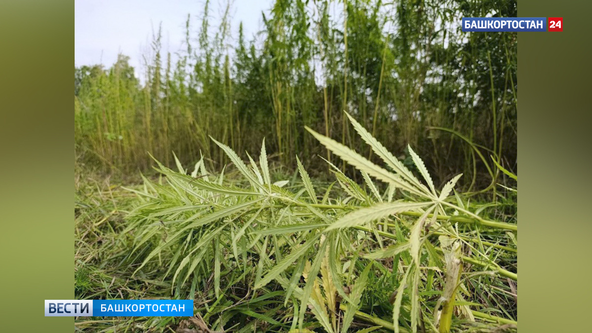   Конопляное поле в Башкирии уничтожили при помощи трактора