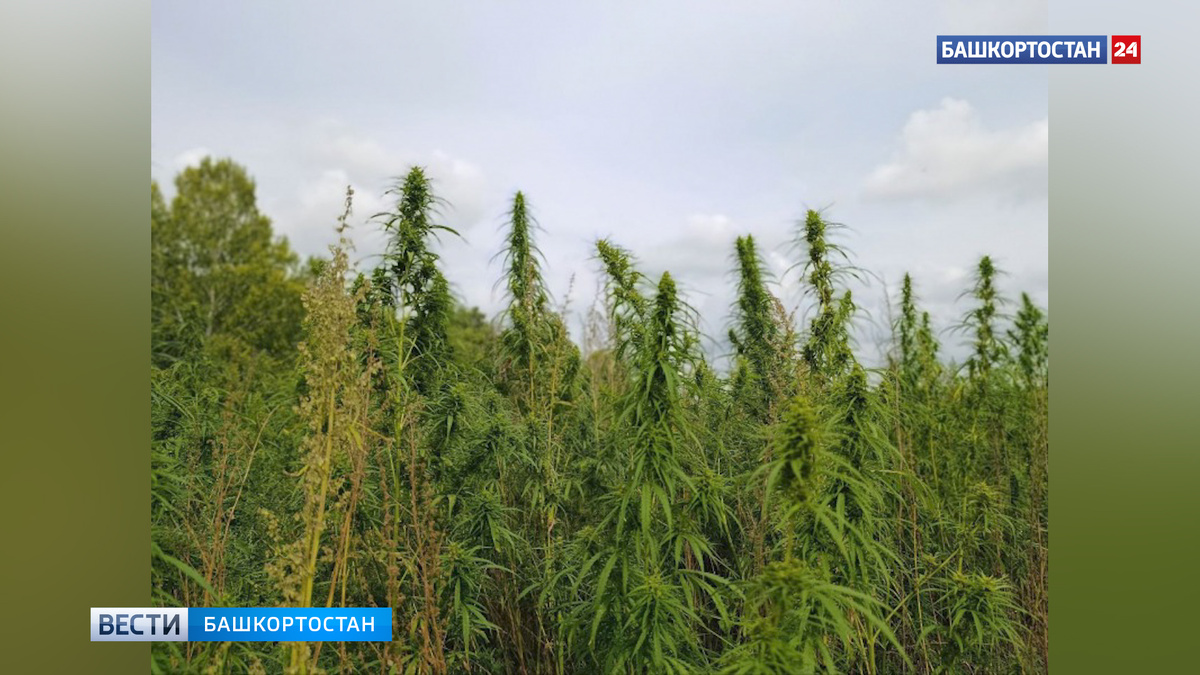    Конопляное поле в Башкирии уничтожили при помощи трактора