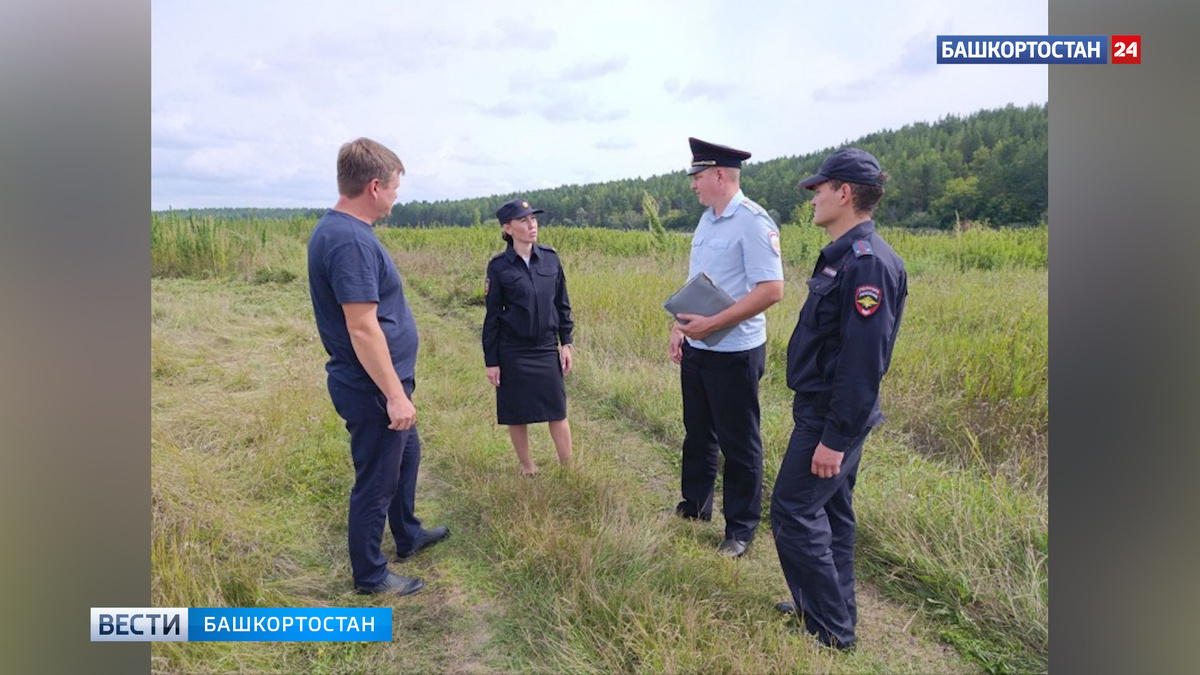    Конопляное поле в Башкирии уничтожили при помощи трактора