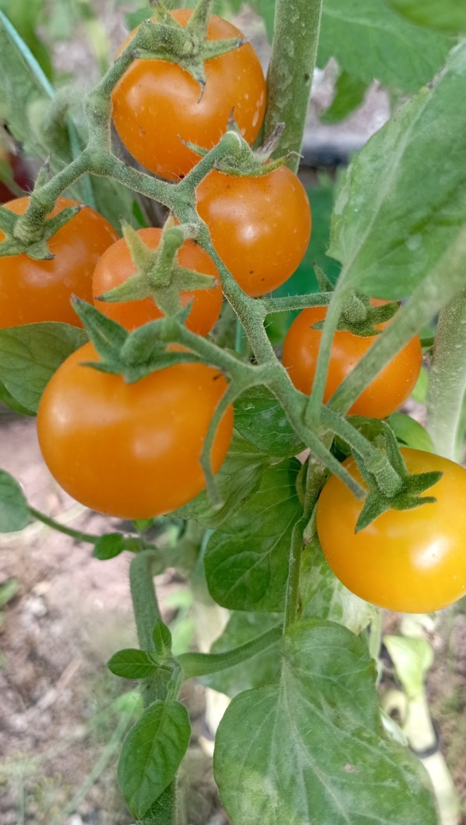 Гибрид "Карамель жёлтая"