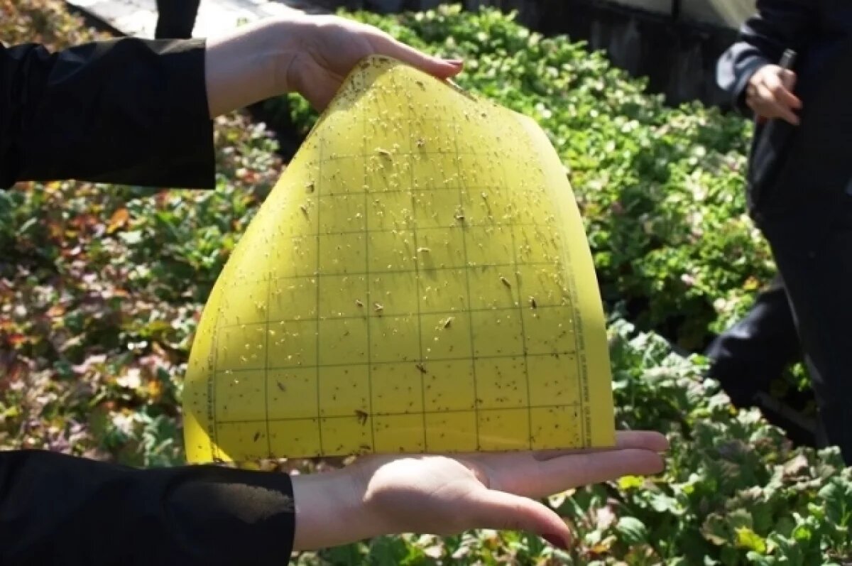    Очаг западного цветочного трипса обнаружили в тепличном хозяйстве в Ревде