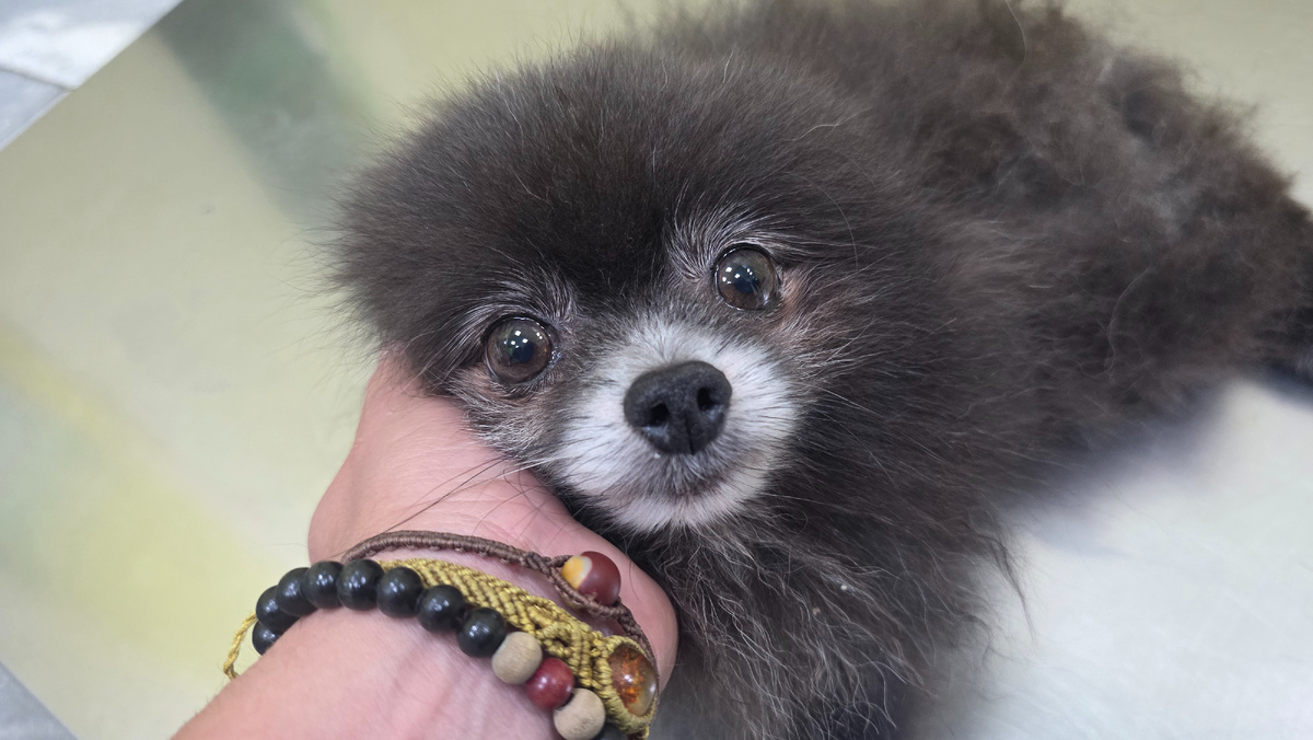 Маленький Горох, самый печальный из этой истории