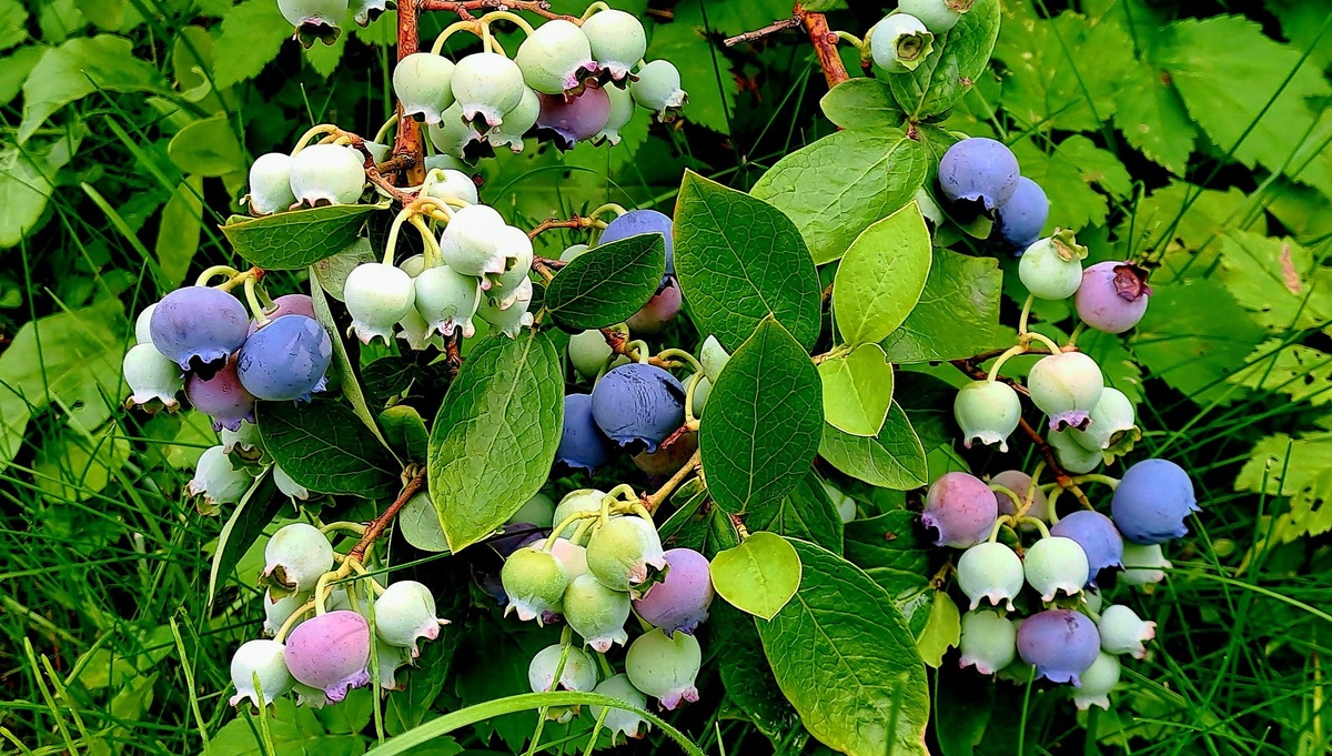 Голубика сорта Блюкроп