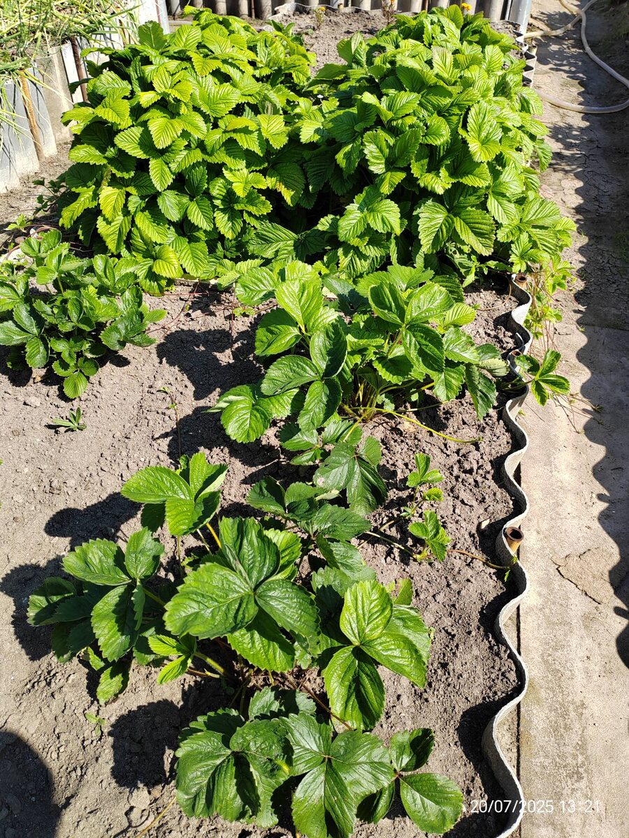 не очень удачный ракурс, но величину годовалых кустов сравнить можно