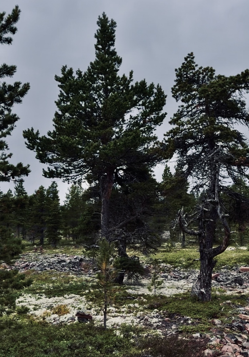 Лес на подступах к Белому морю. 