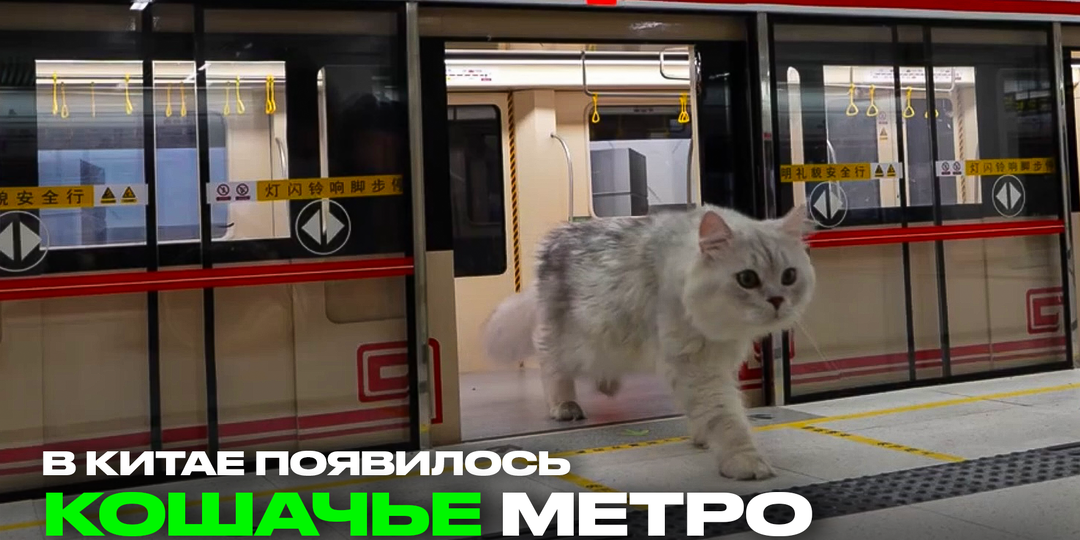 Кошачье метро в Китае: блогер построил станцию мечты для своих котов
