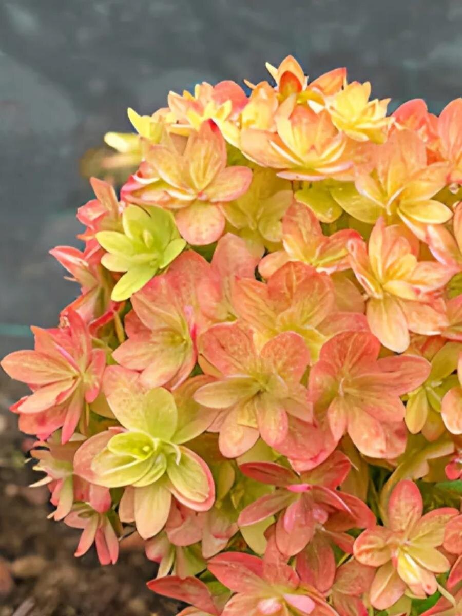 Фото: гортензия Мечта Лесково теперь и моя мечта...