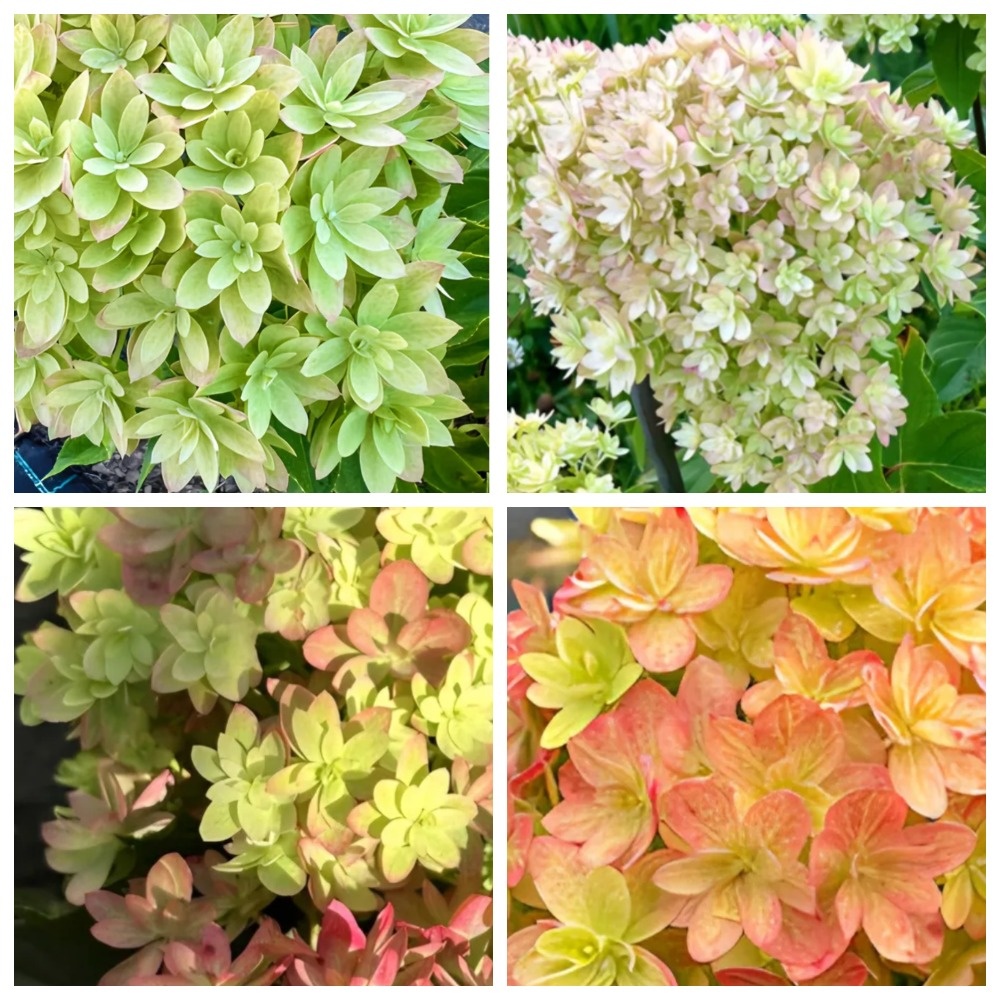 Фото: переход цвета у гортензии Мечта Лесково