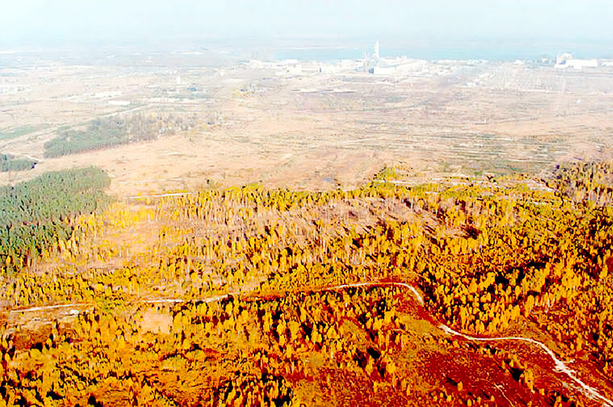 Рыжий лес Чернобыль