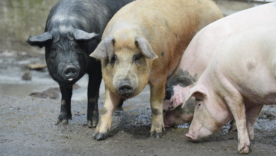    Автор фото: Вдовин Сергей