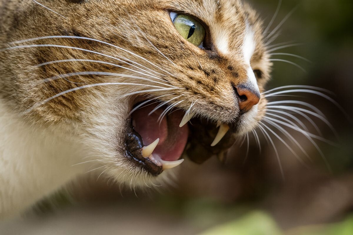Какими зубами жуёт кошка