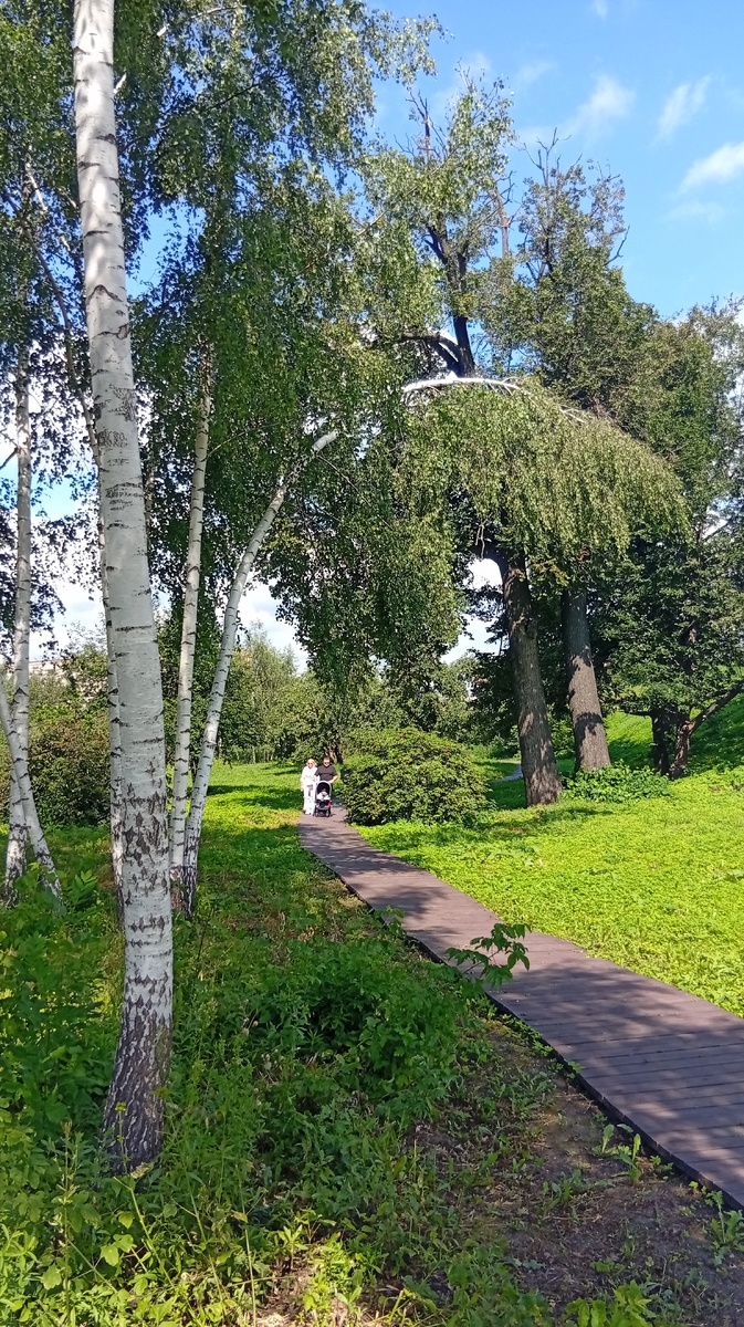 Под липами. Фото из личного архива автора.