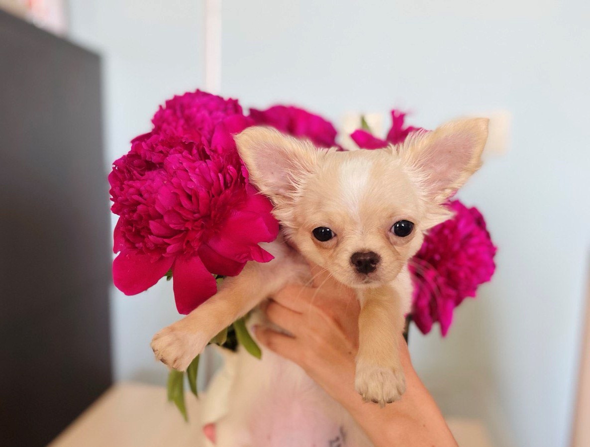 Взвесить все "за" и "против" надо до того, как вы возьмете в руки милого щенка и ваше сердце растает.