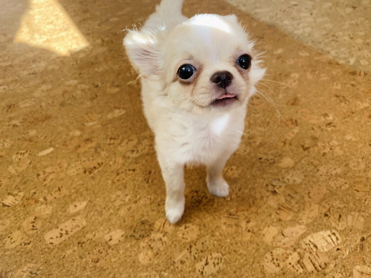 Щенок в доме: ну и как его воспитывать?