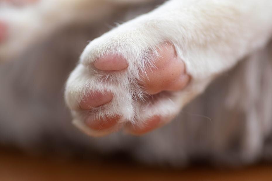    Shutterstock/FOTODOM