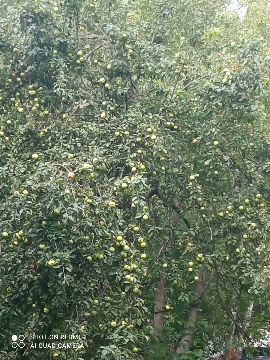 Райский сад яблок. Фото автора.