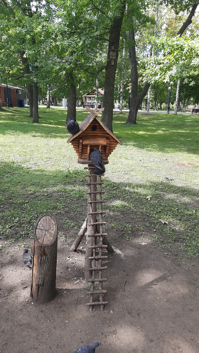 Кормушка для белок. Голубь туда не помещается, но, всё равно, лезет.