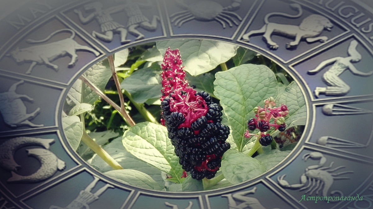 Гороскоп с 18 по 24 августа 2025: Солнце в знаке Девы конфликтует с Ураном | Недельный гороскоп