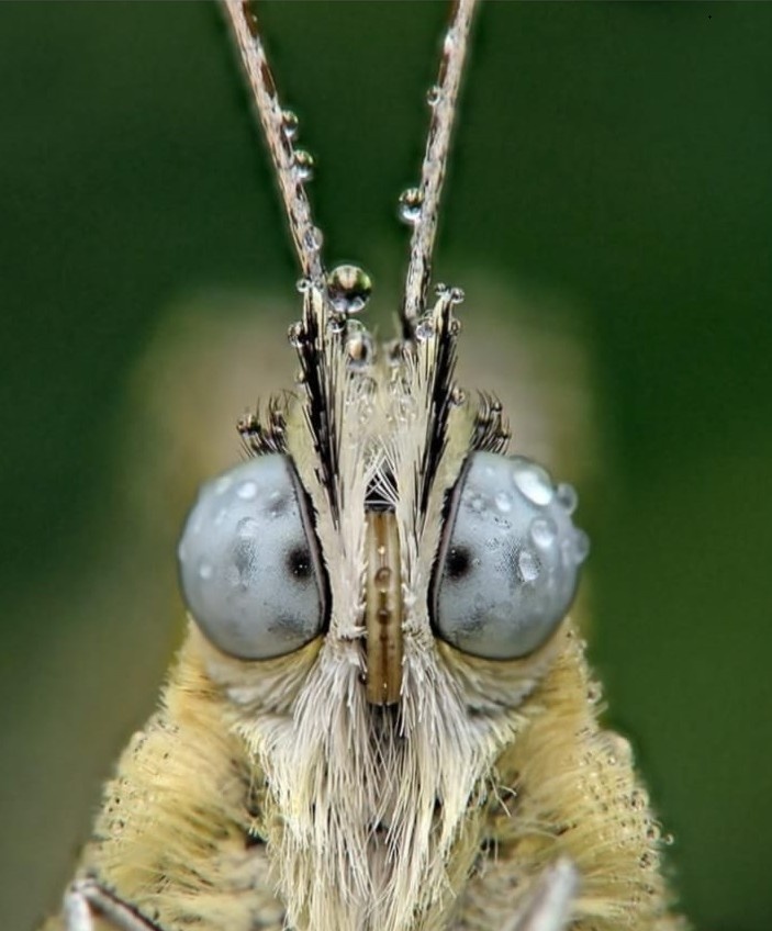Бабочка в шоке от происходящего.... (Фото из открытых источников сети Интернет).