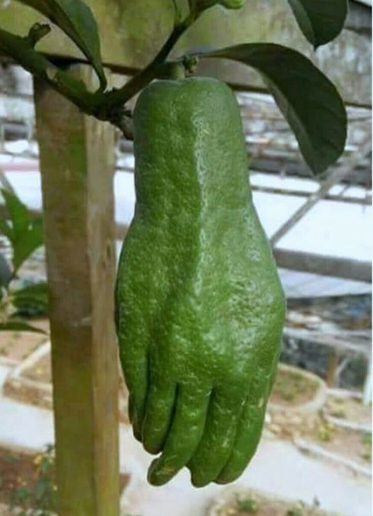 Неспелая рука Будды. 