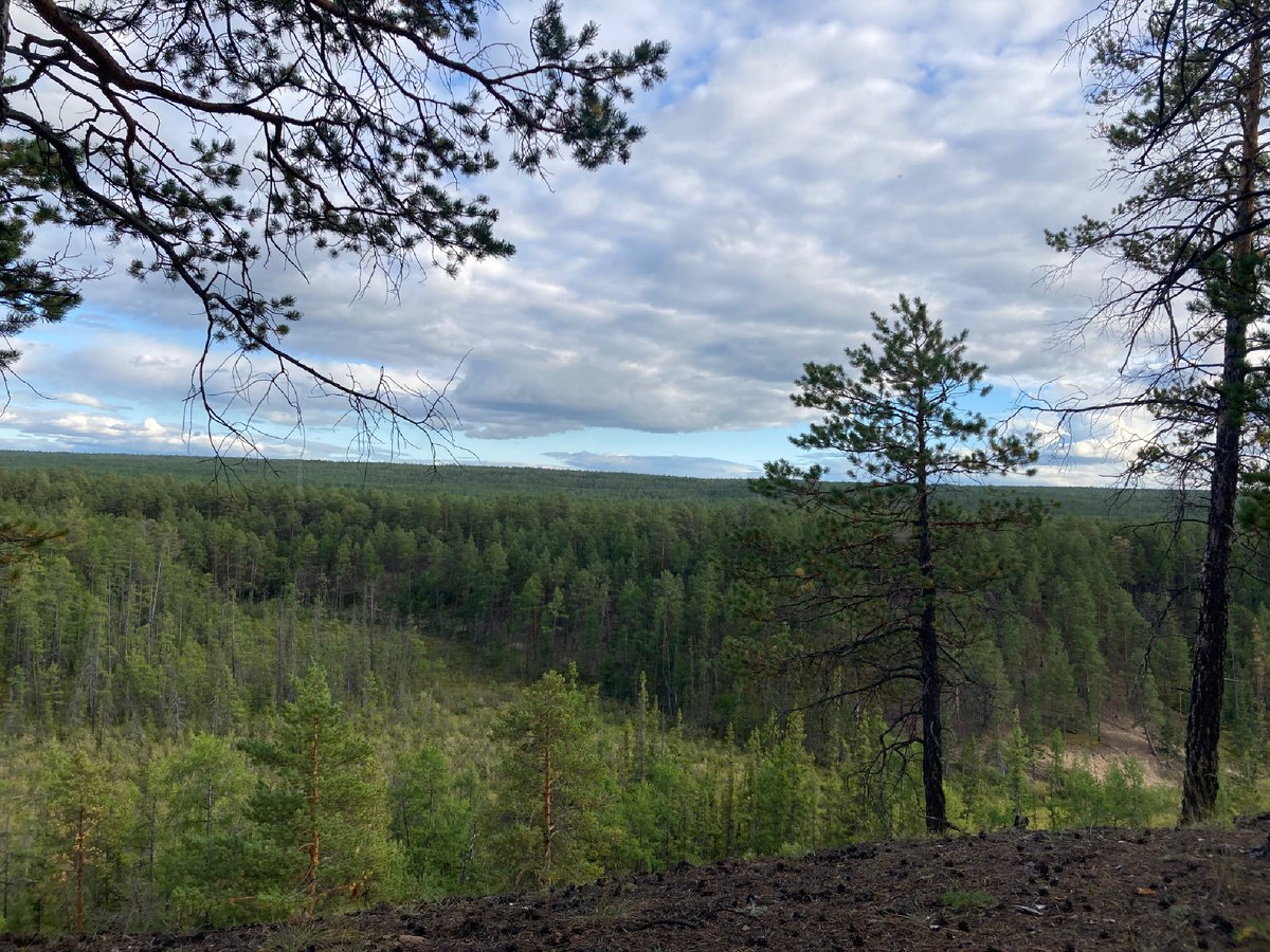 Лес на подступах к леднику