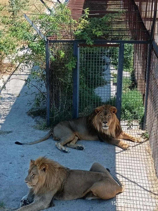 Фото страничка ВК "ТАЙГАН и другие парки Крыма"
