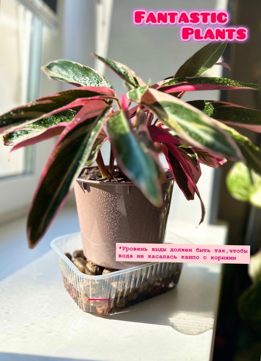 Строманта триколор.Увлажнение на поддоне с керамзитом.