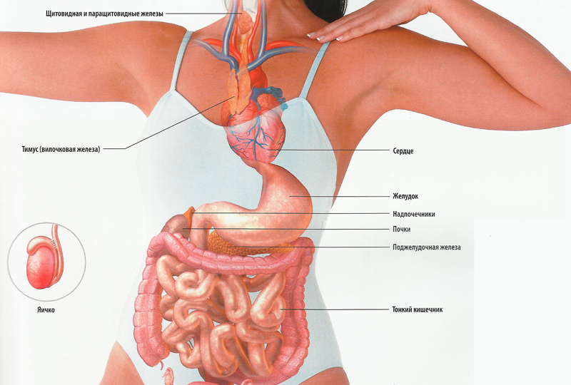 Лимфатическая система: скрытый ключ к вашему здоровью и молодости