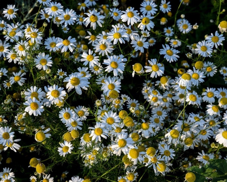     Курянке Марии Орловой присвоено звание «Мать-героиня»