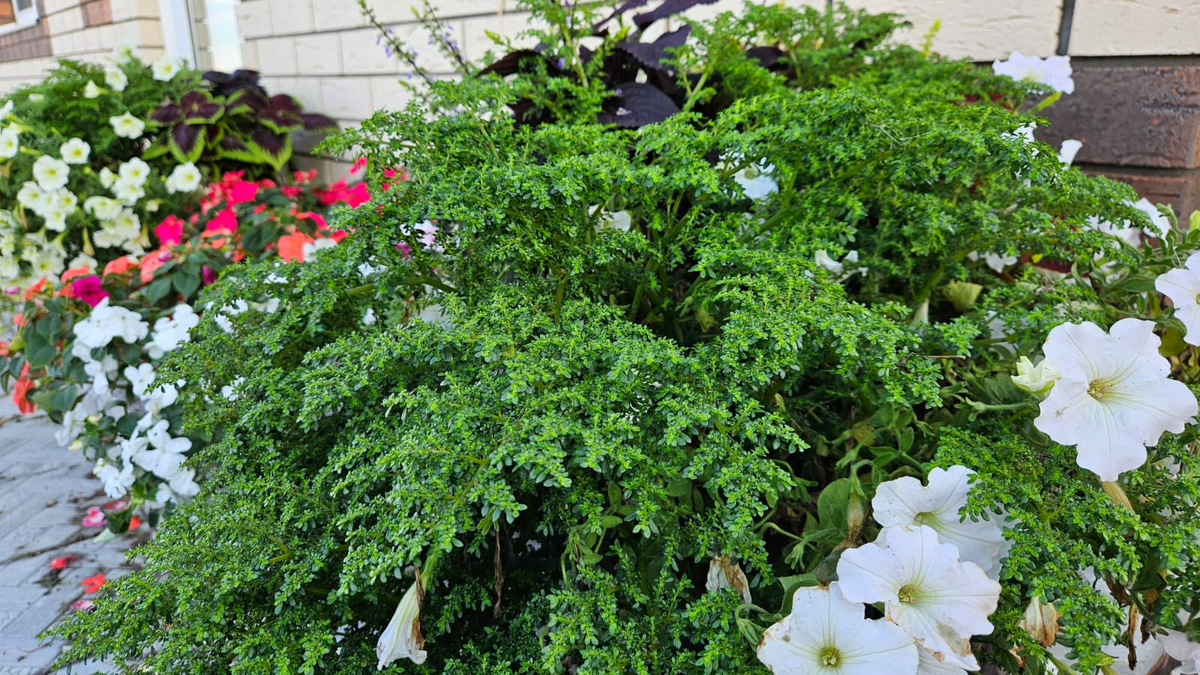 Очень необычная и красивая - её явно недооценивают