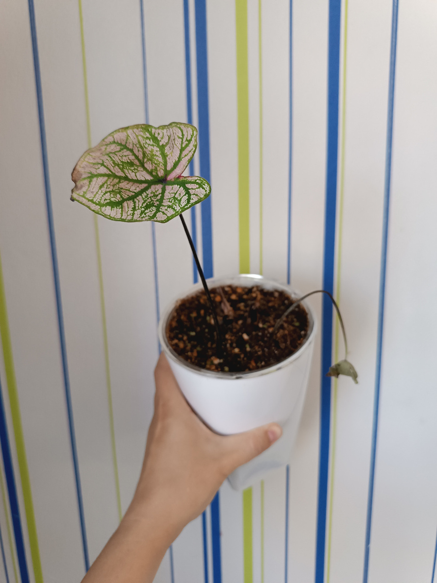 Каладиум Spring Fling после переезда с балкона 