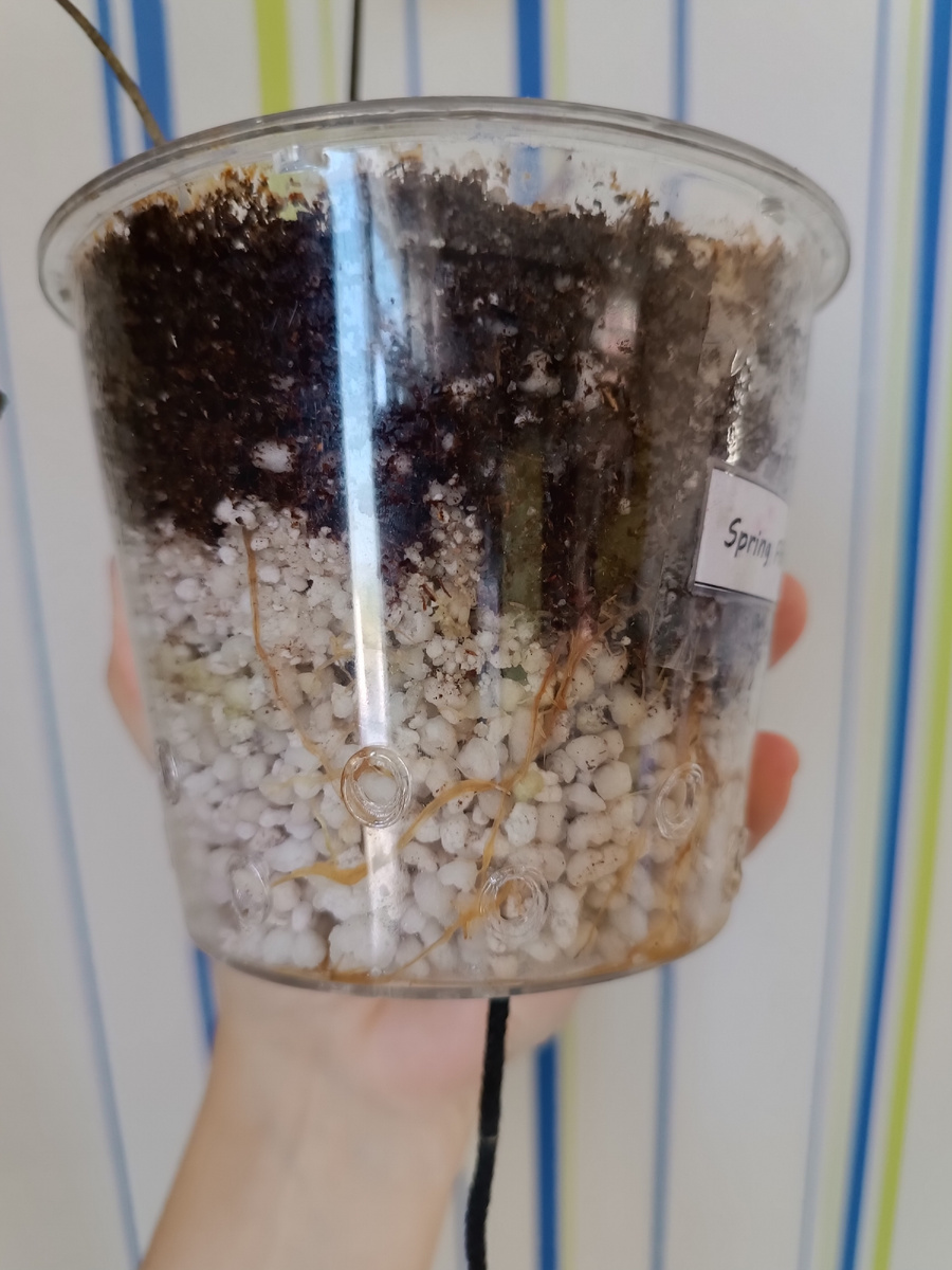 Корни сгнили