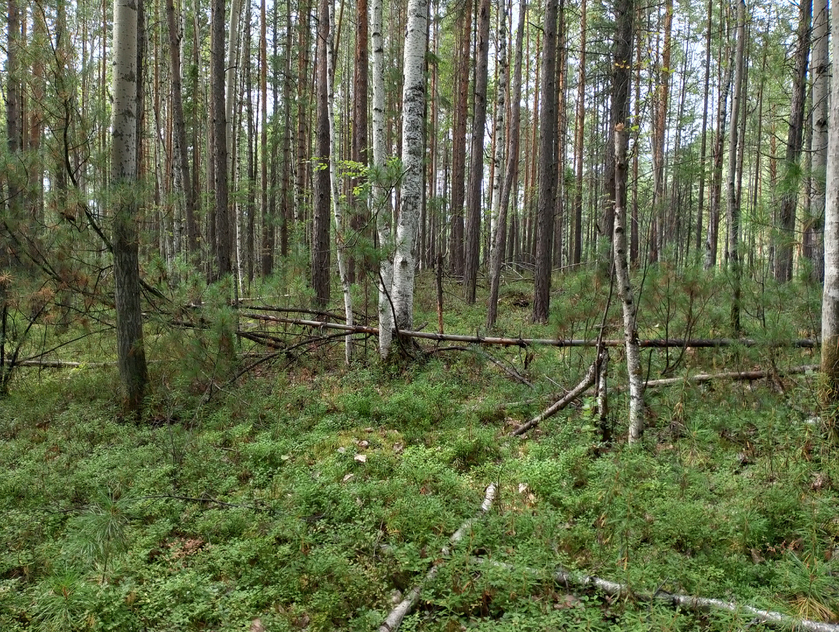 Фото 📷 автора.